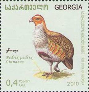 Grey-Partridge-nbsp-Perdix-perdix[1]