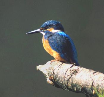IJsvogel
