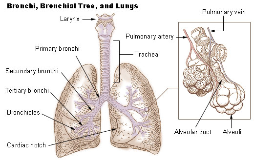 Illu_bronchi_lungs[1]