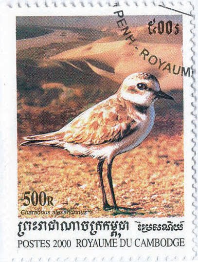 Kentish Plover[1]