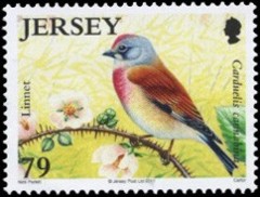 Kneu-Jersey-2011[1]