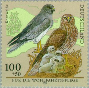 Kornweihe[1]