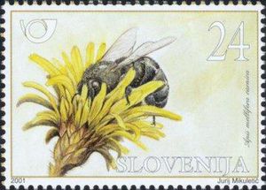 Krainer-honey-bee-Apis-meliferia-carnica-laborer[1]