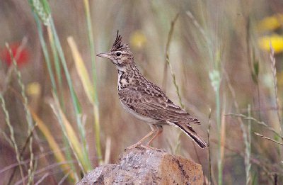 Kuifleeuwerik_Galerida-cristata
