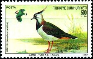 Lapwing-Vanellus-Vanellus[1]