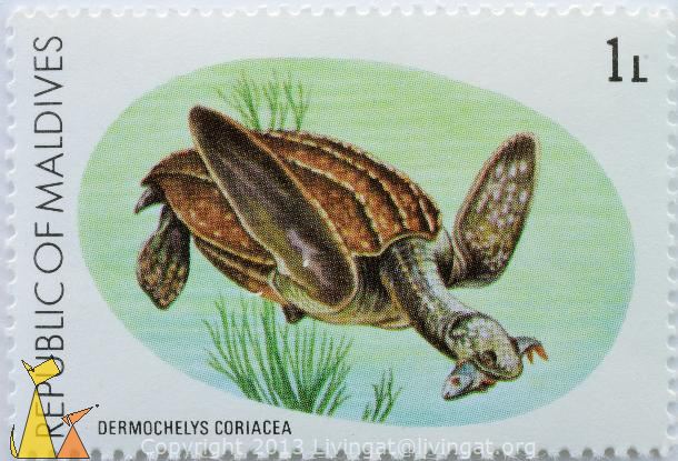 Leatherback_Republic_of_Maldives_Maldives_stamp_turtle_reptile_fish_1_L_Dermochelys_coriacea