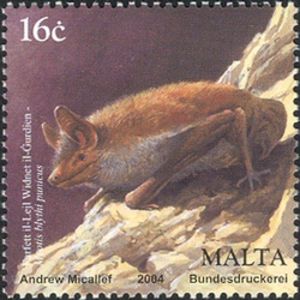 Lesser-Mouse-eared-Bat-Myotis-blythi-punicus[1]