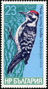 Lesser-Spotted-Woodpecker-Dendrocopos-minor1