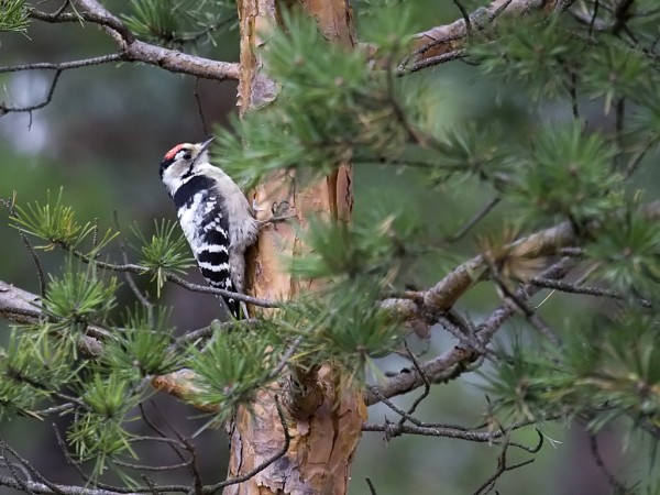 Lesser+Spotted+Woodpecker+50427[1]