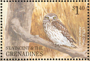 Little-Owl-nbsp--nbsp--nbsp--nbsp-Athene-noctua[1]