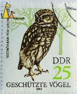 Little_Owl_DDR_Germany_stamp_bird_owl_25_1982_Geschutzte_Vogel_Nistrohren_fur_Steinkauze_Athene_noctua