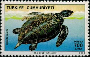 Loggerhead-Turtle-Caretta-Caretta[1]