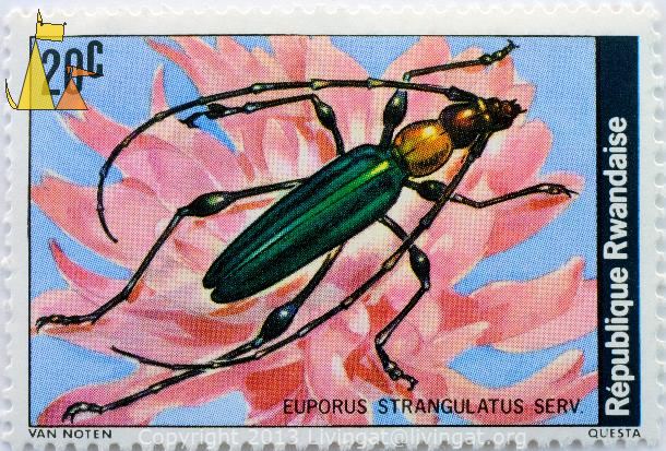 Longhorn_Beetle_Republique_Rwandaise_Rwanda_stamp_insect_beetle_Van_Noten_Questa_20_c_Euporus_strangulatus_Serville