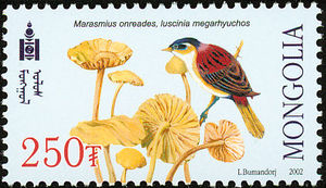 Luscinia-megarhynchos