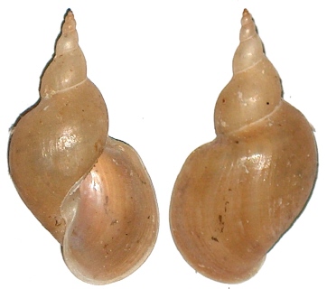 Lymnaea stagnalis appressa
