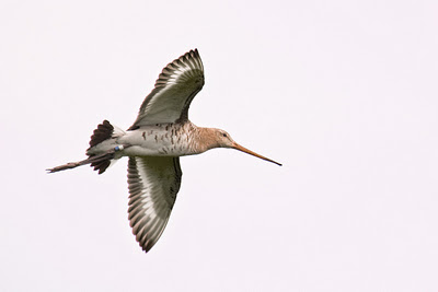 M-G-2143-Black-tailed-Godwit,-10x15[1]