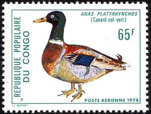 Mallard-nbsp--nbsp--nbsp--nbsp-Anas-platyrhynchos[2]