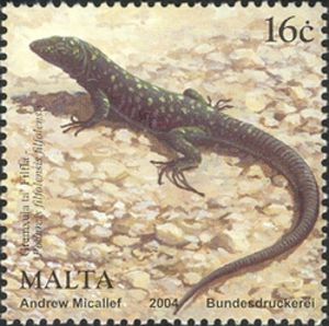 Maltese-Wall-Lizard-Podarcis-filfolensis-filfolensis