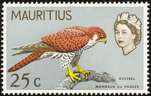Mauritius-Kestrel-Falco-punctatus[1]