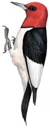 Melanerpes_erythrocephalus