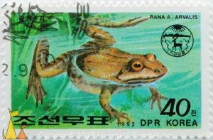 Moor_Frog_DPR_Korea_North_stamp_reptile_frog_40_1992_Rana_arvalis_a