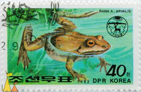 Verbreitung, Status und Schutz des Moorfrosches