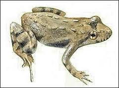 Efforts afoot to save the endangered cricket frog, a historic resident of New York State