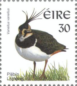 Northern-Lapwing-Vanellus-vanellus