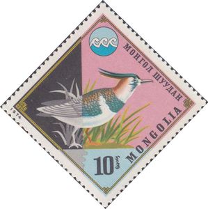 Northern-Lapwing-nbsp--nbsp--nbsp--nbsp-Vanellus-vanellus--nbsp--nbsp-[1]