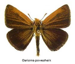 Oarisma_poweshiek,_top,I_NEA28[1]