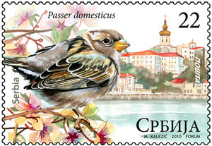 Passer-domesticus