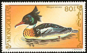 Red-breasted-Merganser-nbsp--nbsp--nbsp--nbsp-Mergus-serrator--nbsp--nbsp-[1]