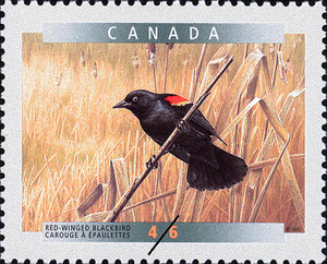 Red-winged-Blackbird[1]