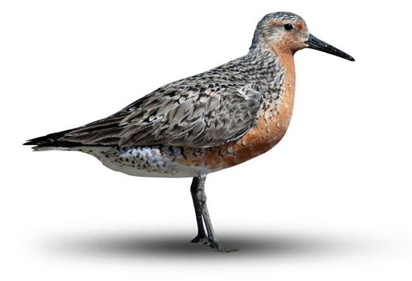 Red_Knot-clipped