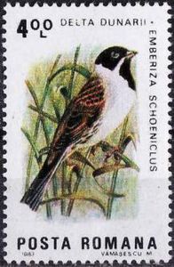 Reed-Bunting-Embreiza-schoeniclus[1]