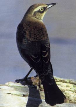RustyBlackbird23