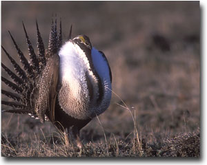 SageGrouse[1]