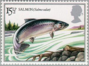 Salmon-Salmo-Salar
