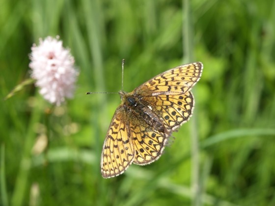 Schmetterlinge-wie-der-Randring-Perlmutterfalter-lieben-die-Wiesen-des-Nationalparks-Eifel--3f7e8b558b3ae8829bbc55ee81b7758e[1]