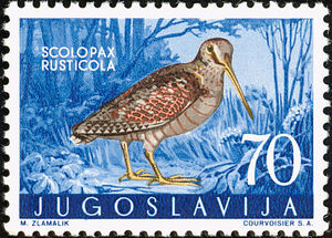 Scolopax-rusticola