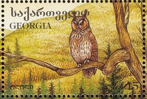 Screech-owl-asio-otus[1]