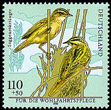 Sedge-warbler--10143788[1]