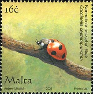 Seven-spotted-Ladybird-Coccinella-septempunctata