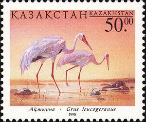 Siberian-Crane-Grus-leucogeranus[1]