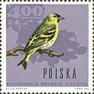 Siskin-finch[1]