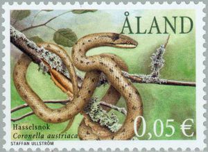 Smooth-snake-Coronella-austriaca[1]
