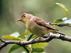 Spotvogel[1]