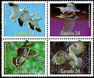 Spruce-Grouse[1]