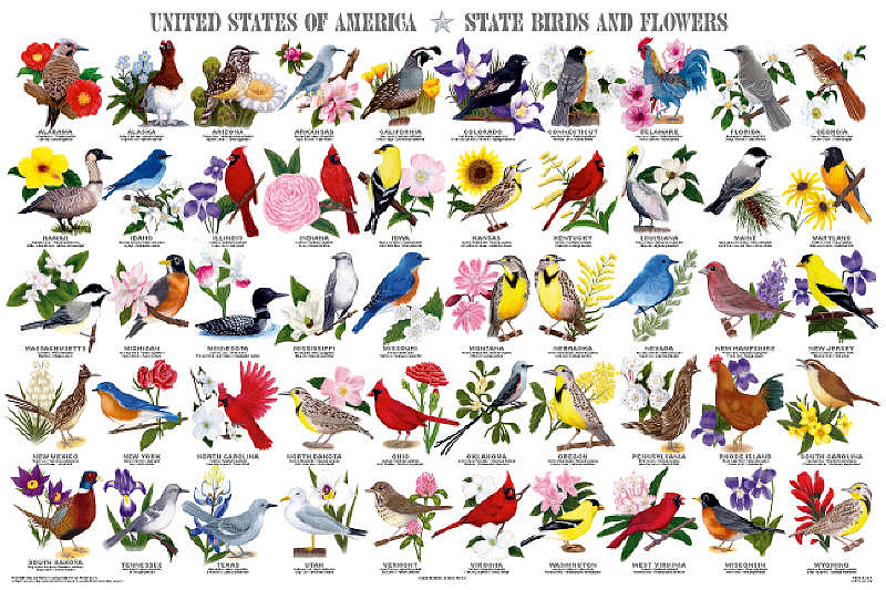 State_Birds_and_Flowers_Poster[1]