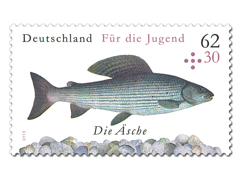 Suesswasserfische_Aesche_62+30_ct_800x600